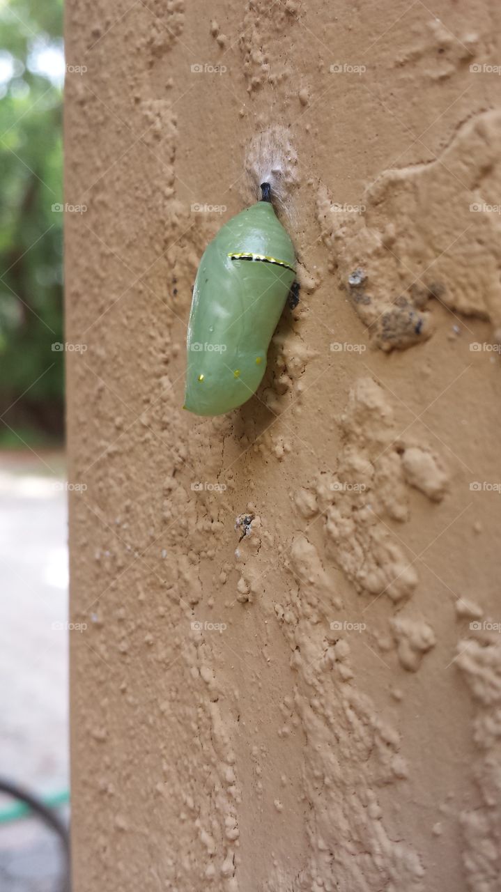 beautiful golden mint cocoon