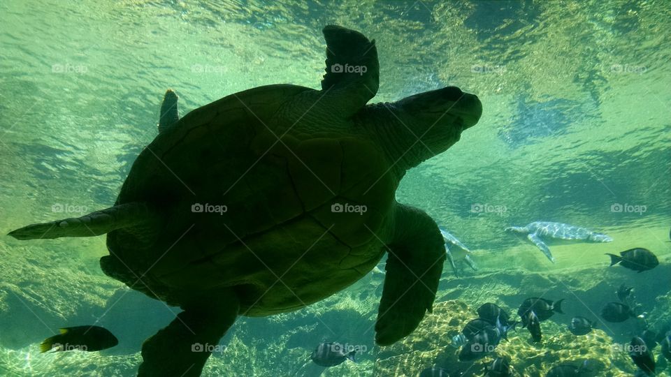 Turtle 2