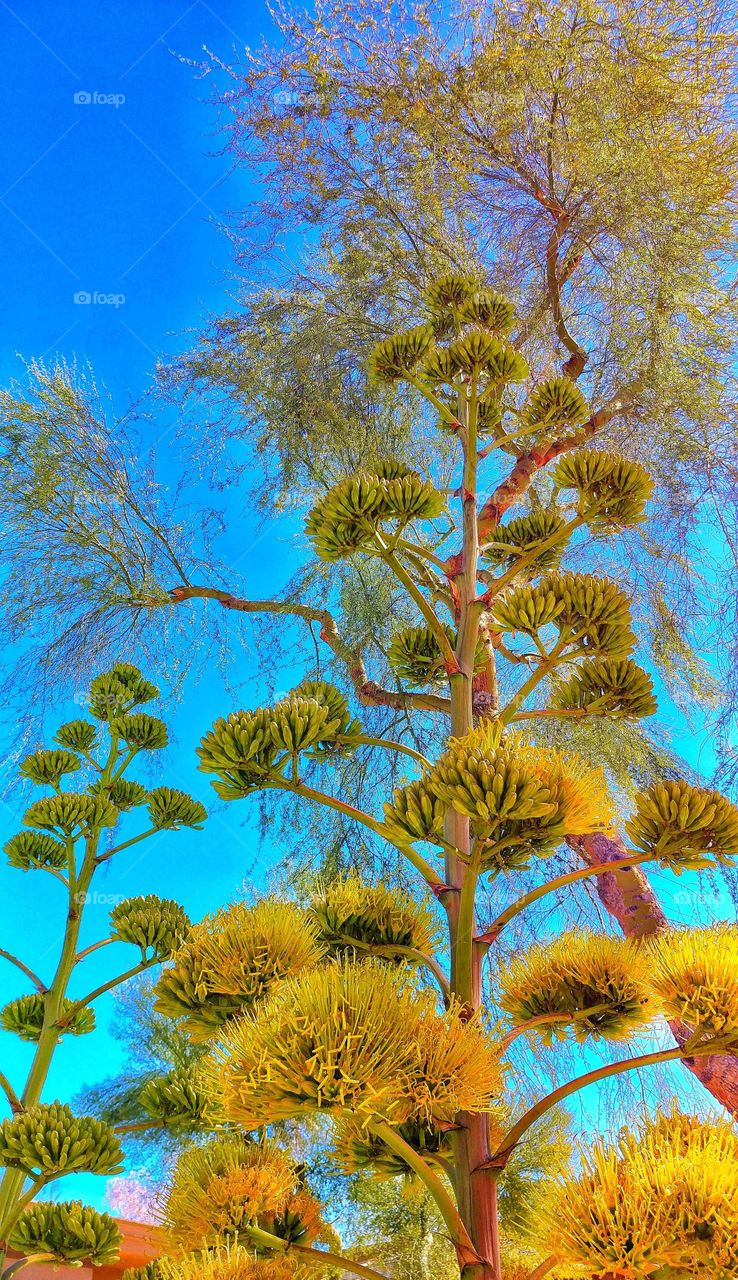 Low angle view of a tree