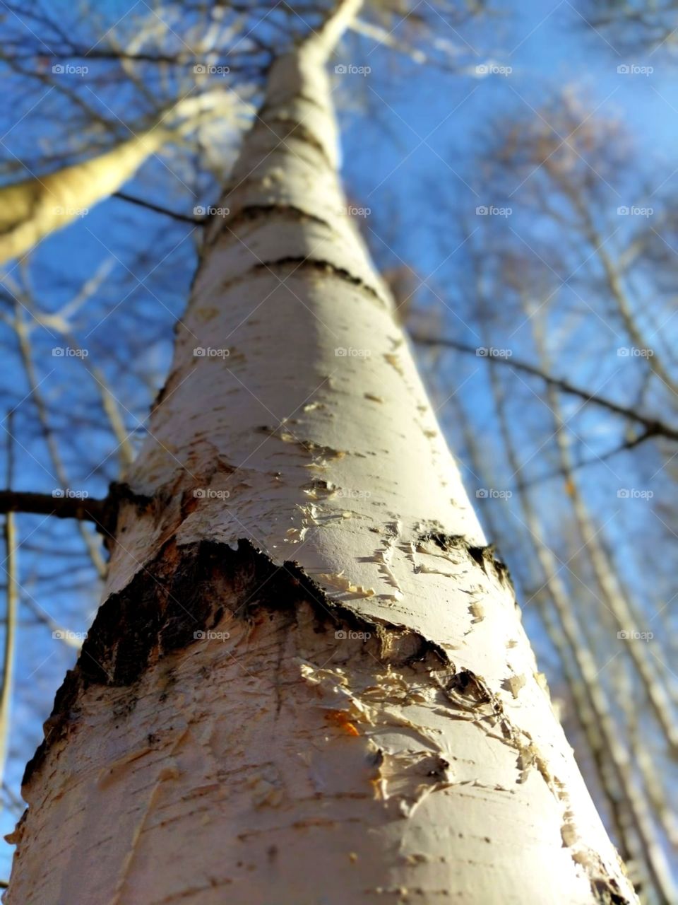 A walk in the autumn forest, unusual bright colors, a clear day, bright colors