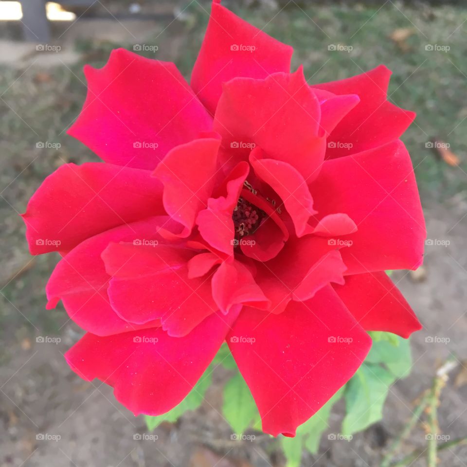 🌹 🇺🇸 Very beautiful flowers to brighten our day.  Live nature and its beauty. Did you like the delicate petals? / 🇧🇷 Flores muito bonitas para alegrar nosso dia. Viva a natureza e sua beleza. Gostaram das pétalas delicadas? 