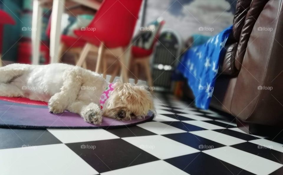 Cute dog sleeping blur background