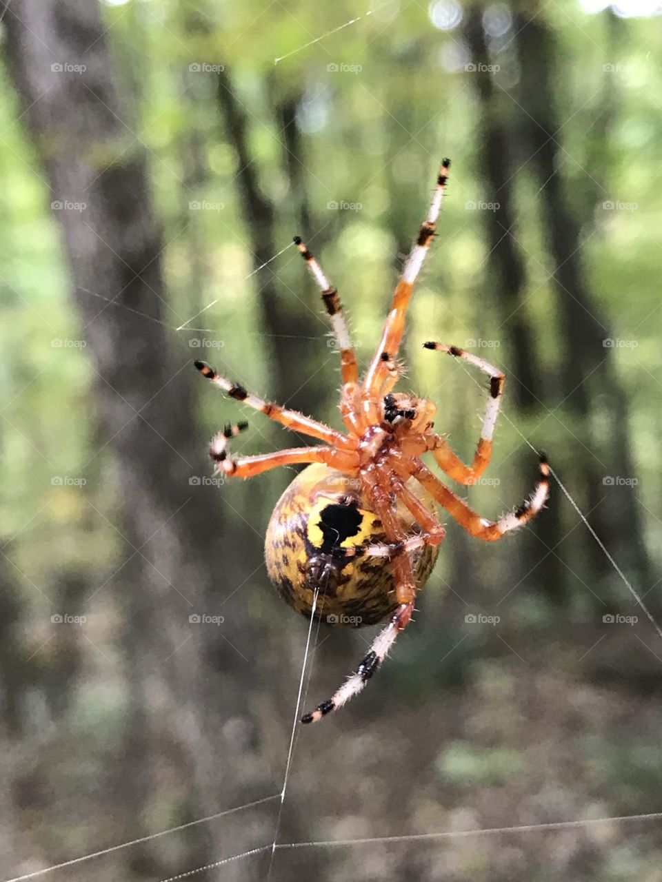  
The amazing cone weaver spider creating its web. 