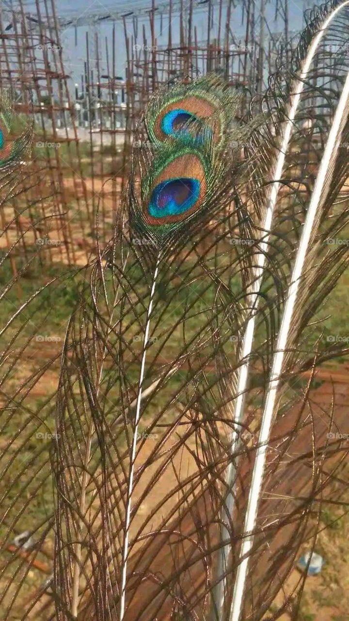 A beautiful and attractive view of peacock petals.