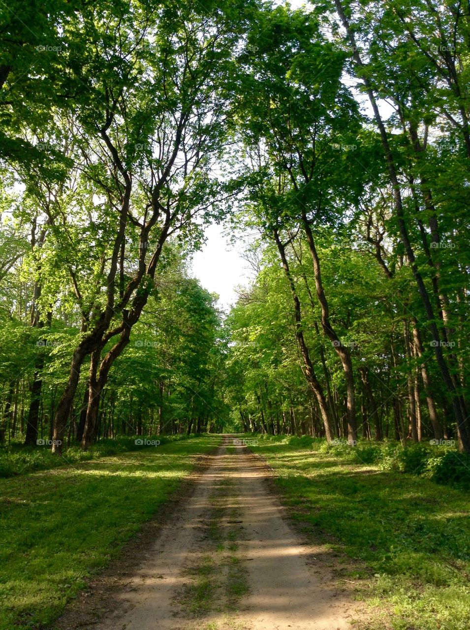 A road in a park