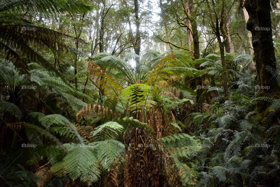 This is a photo from the otways in the nice cool rainforest 
