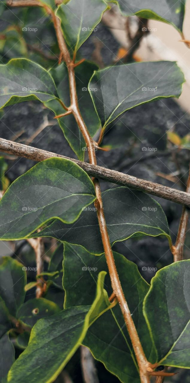 it's feel like memories of nature