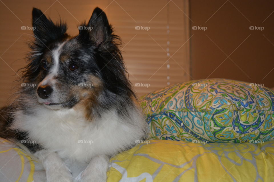 dog on bed