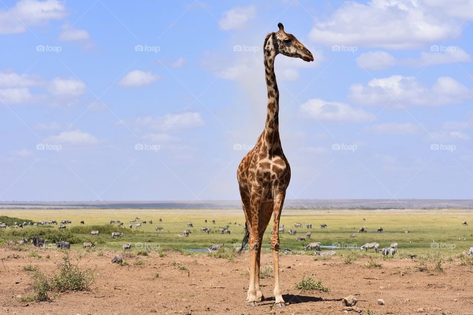 Posing giraffe 