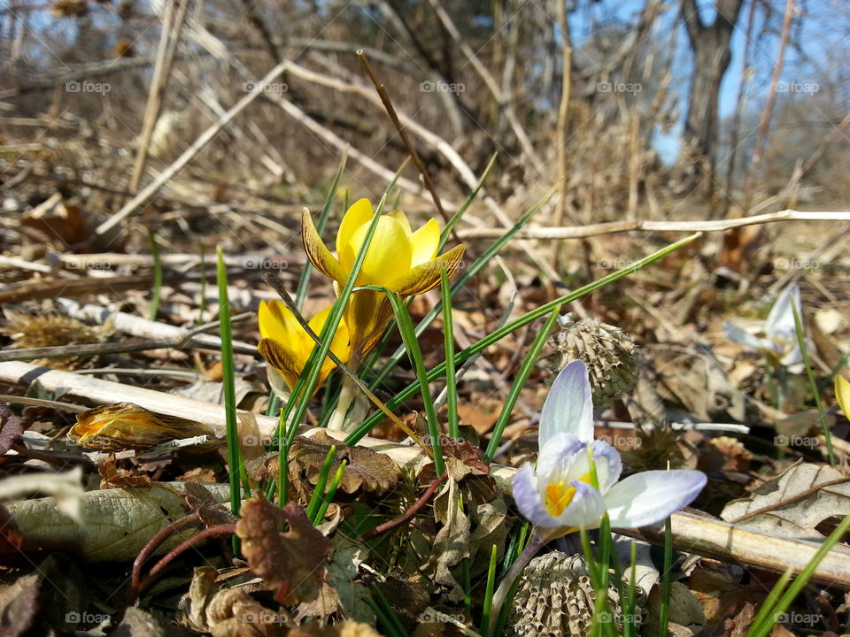 Early Spring Flowers. First Flowers of spring in my garden.