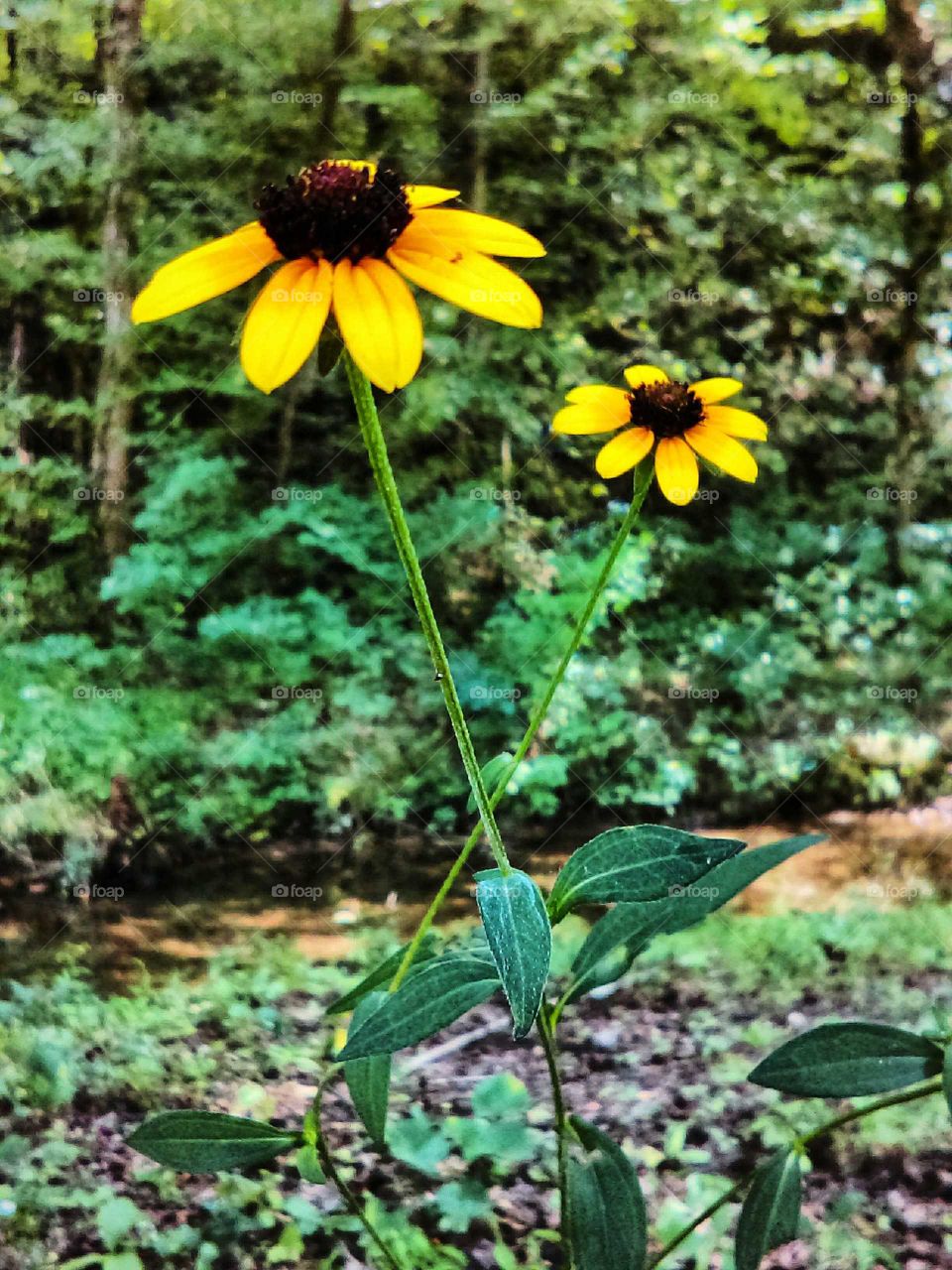 black-eyed Susans