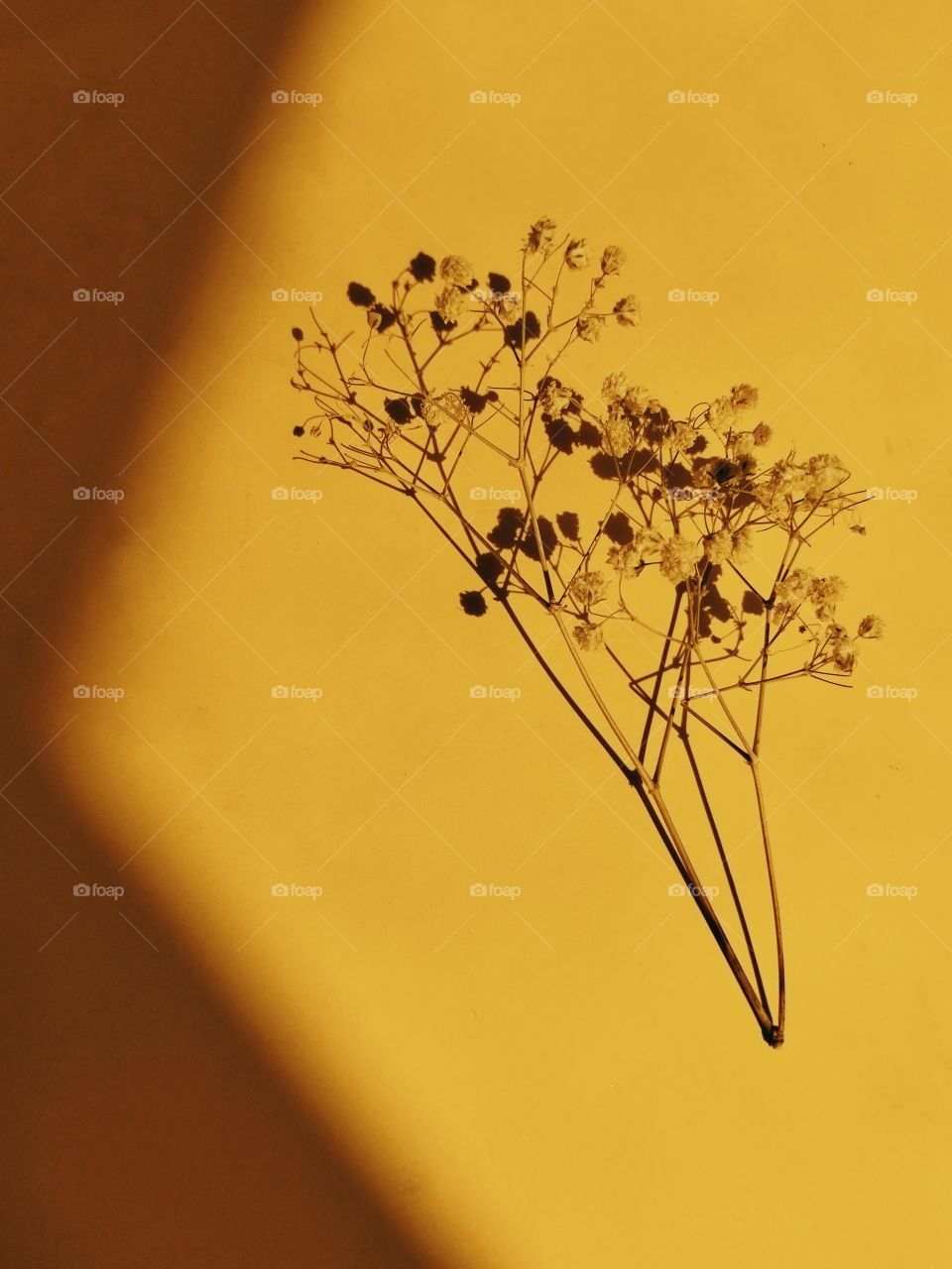 Small bouquet exposed on yellow background, with shadow .