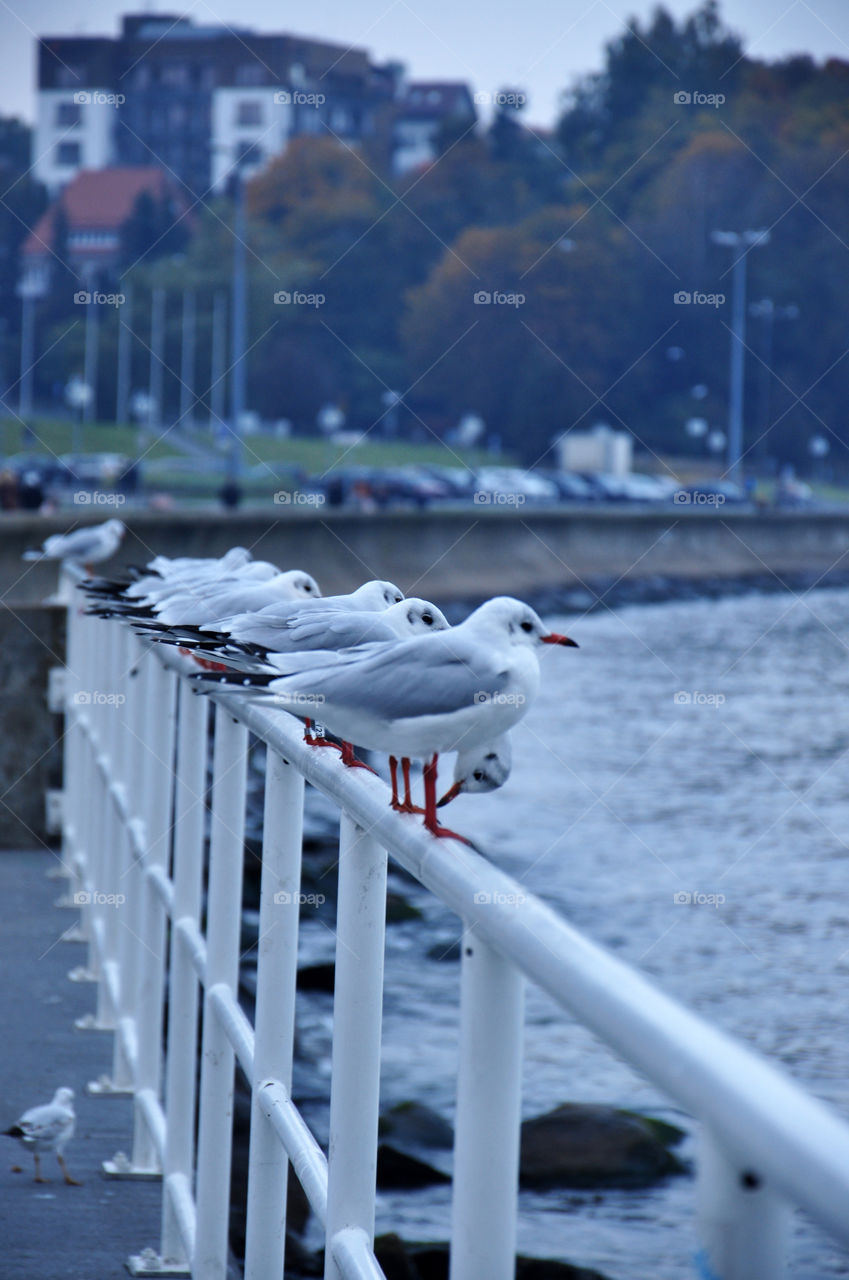 Seagulls and the Baltic Sea 