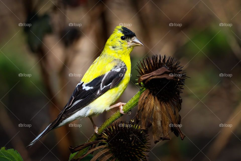 Golden finch