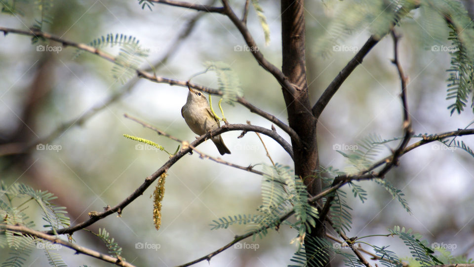 Little bird enjoying the sun and spreading peace and calmness by being its sweet self.