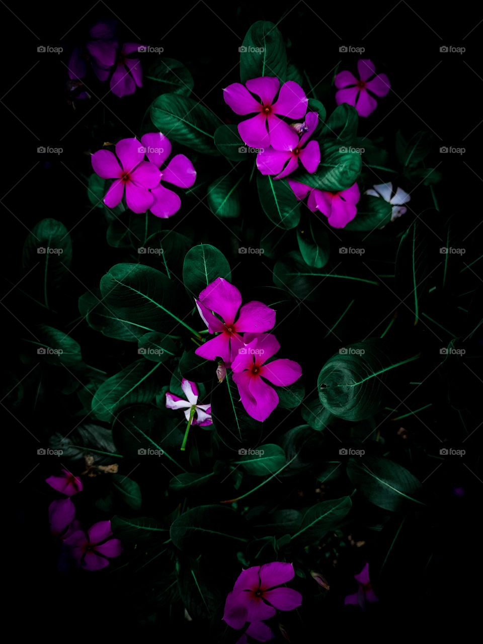 Catharanthus roseus... It is an subshrub or hebaceous plant. The species has long been cultivated for herbal medicines. Some medication used to treat several types of cancers, the extracts of its roots used against many diseases, are found in Plants.