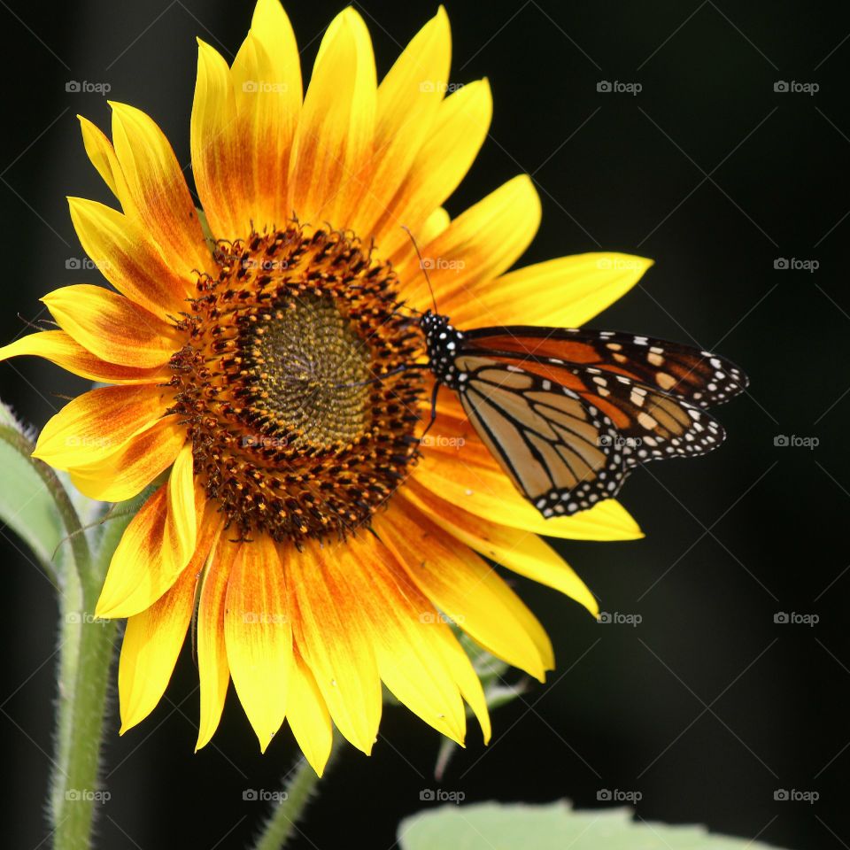 Pollination of a sunflower. The sunflower is so beautiful,  bright and delicious nectar.