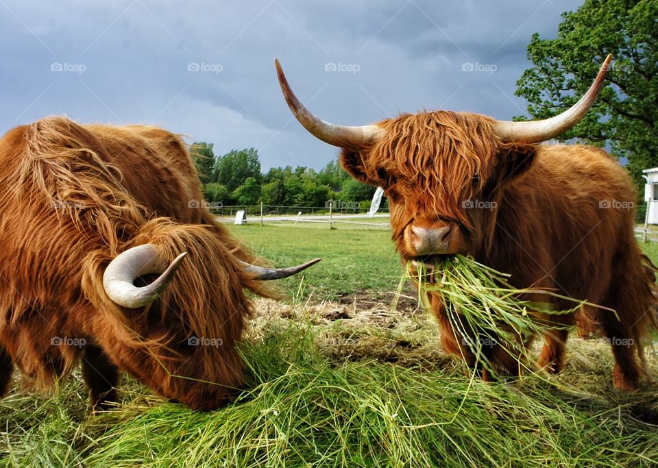Highland cattle enjoying life