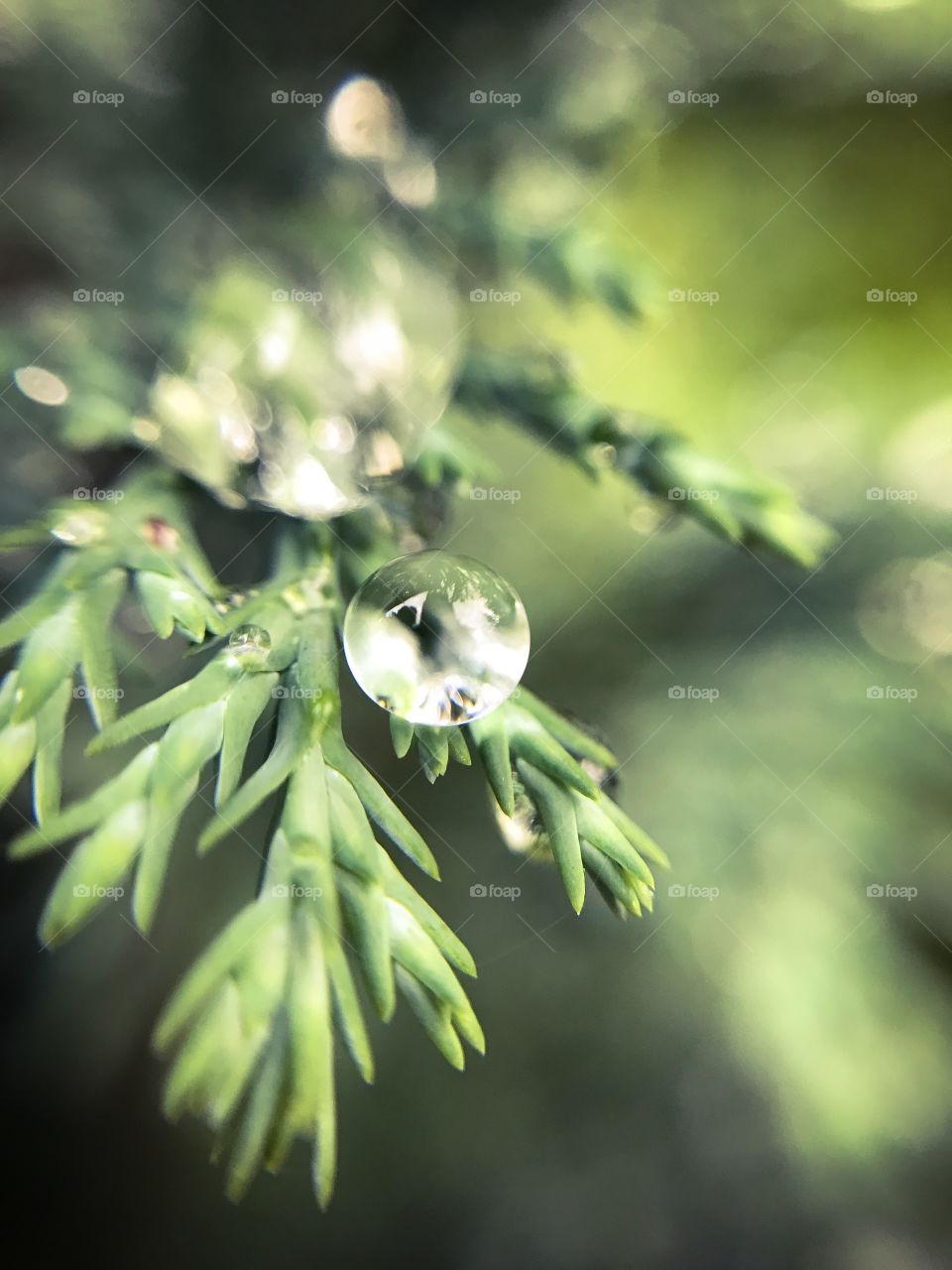 Nature, Leaf, Rain, No Person, Flora