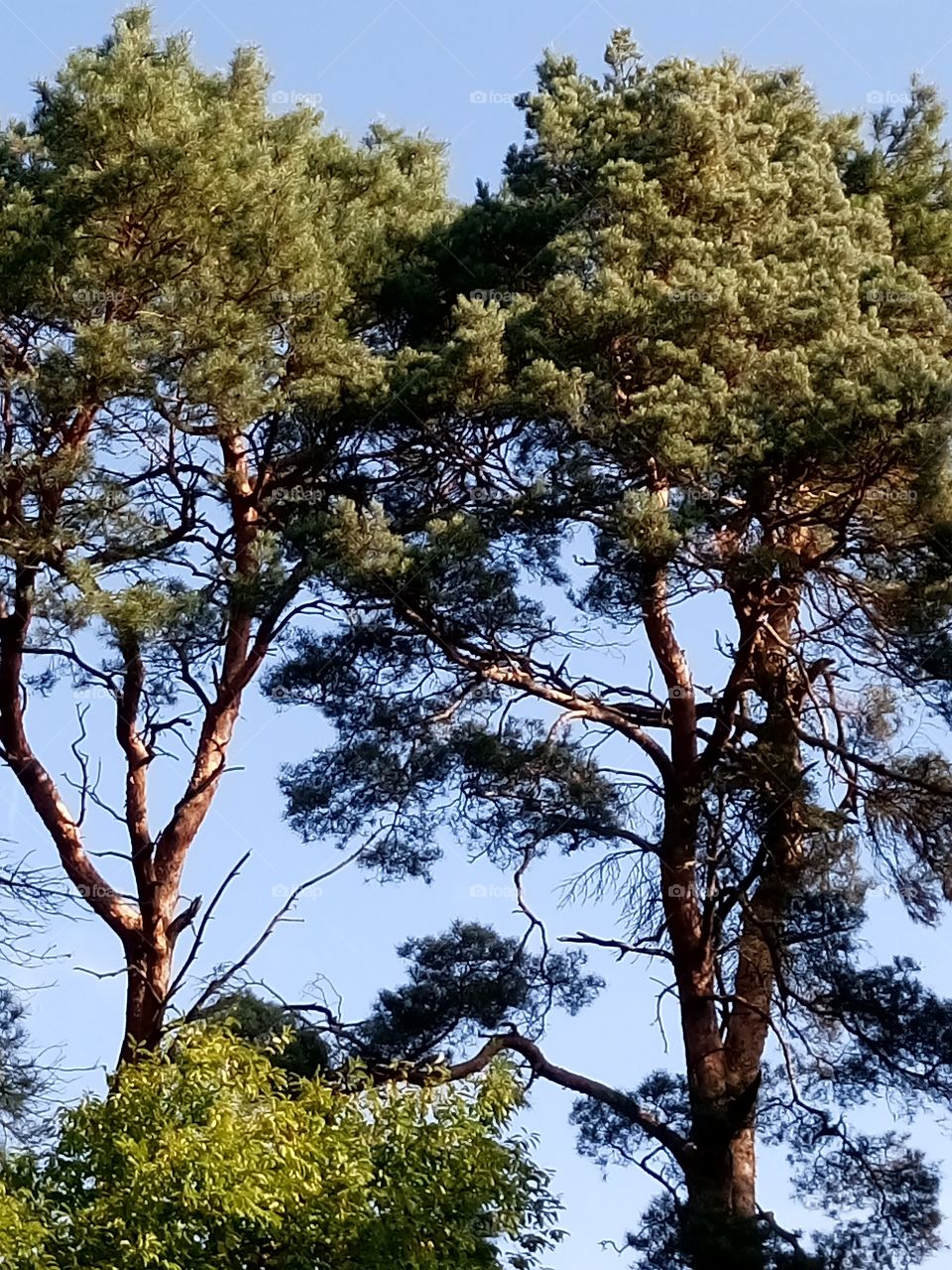 polish nature,  pines