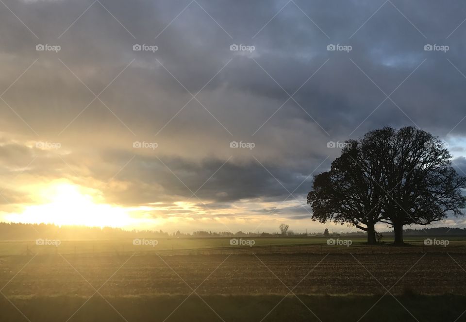 Sun rays and Tree shadows