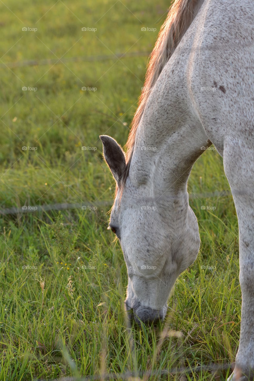 Whitish/Greyish Horse With Beautiful Freckles