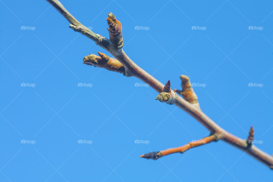 spring branch 