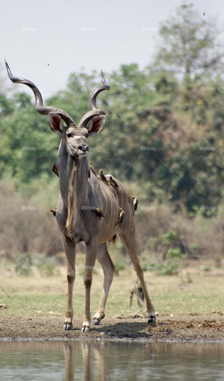 A kudu covered from head to tail in ox peckers (birds)