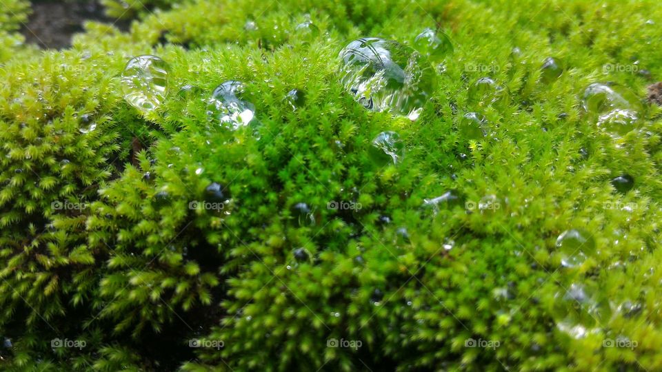 rain drops on vegetation
