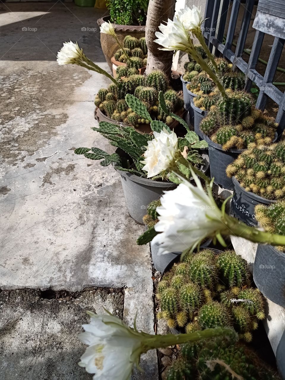 Beautiful Cactus Flower