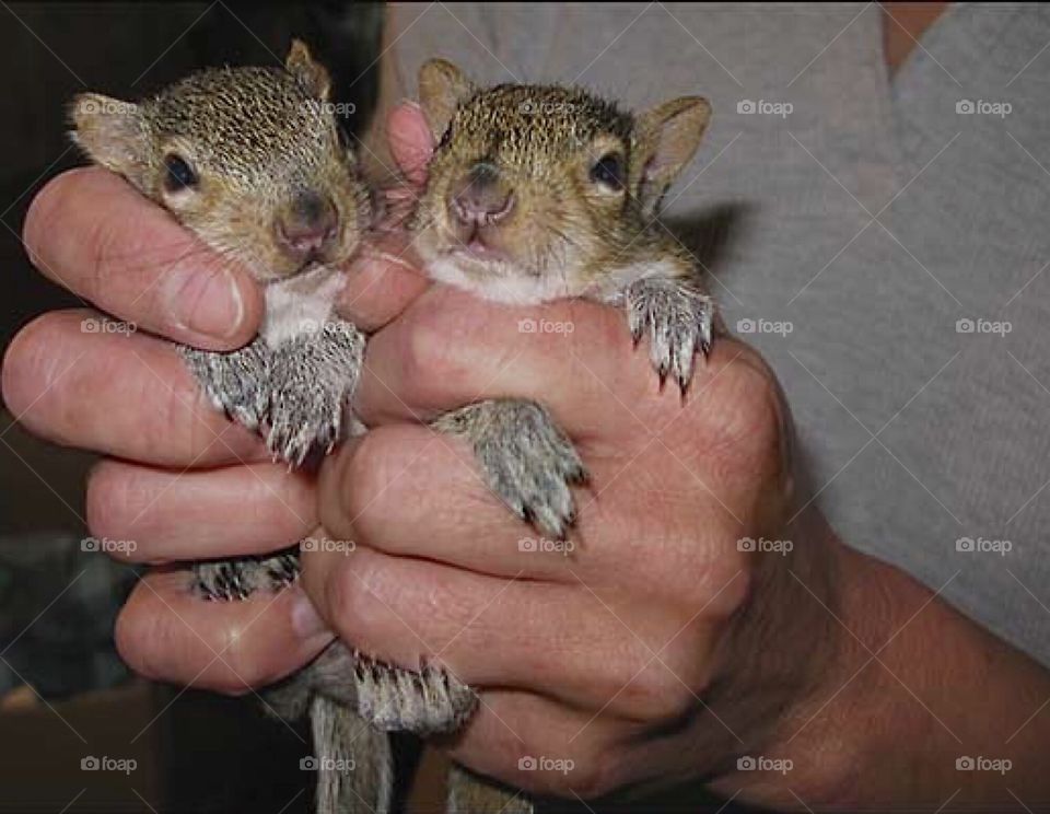 My hobby hand rearing orphan wildlife for eventual release .Two adorable squirrel babies.