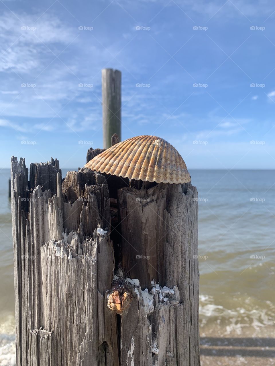 Seashells at the seashore 