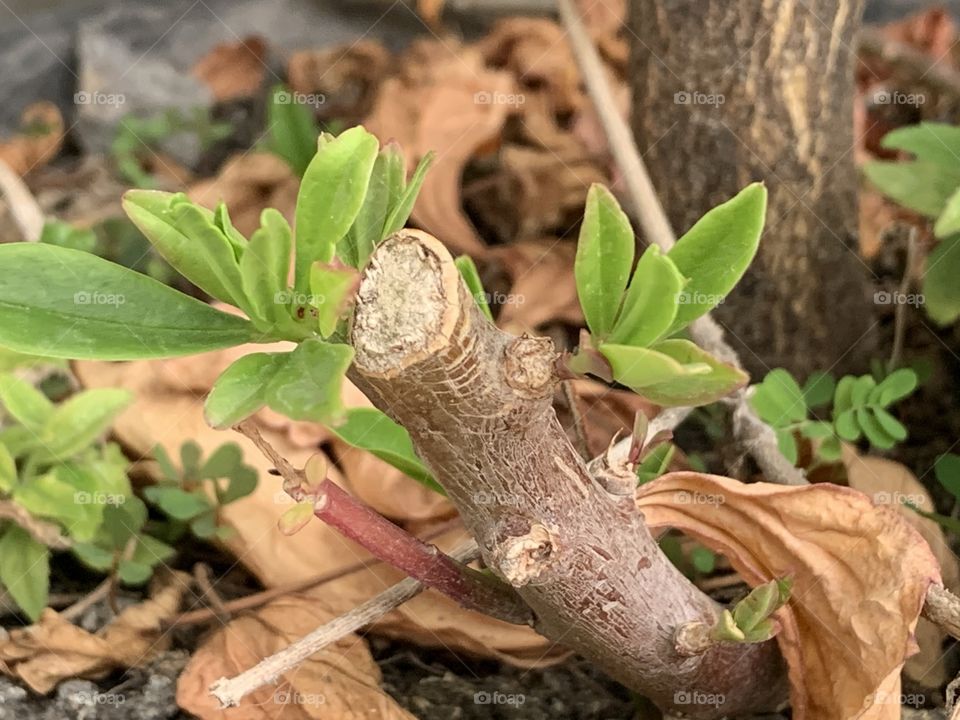 Plants around everywhere, Countryside ( Thailand)