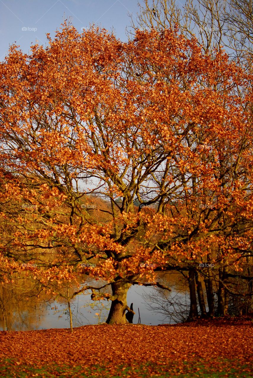 View of a tree during autumn