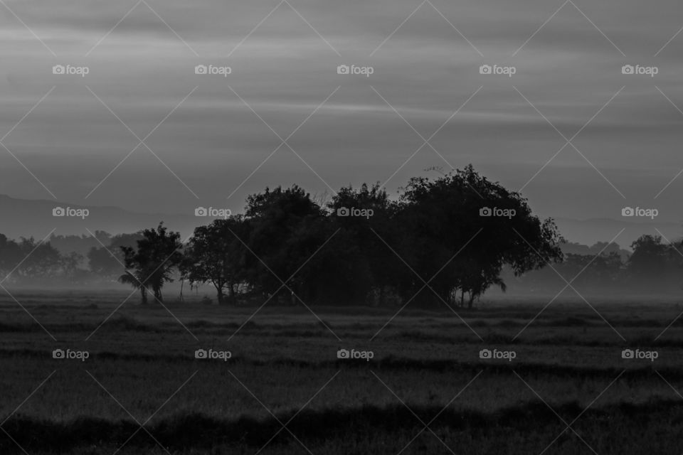 Islands of Trees during Misty Dawn at the Fields.