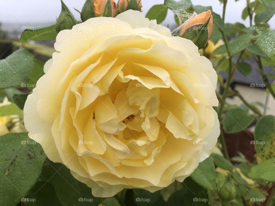 Our latest batch of wonderful yellow roses from the garden, with the rain enhancing their appearance.