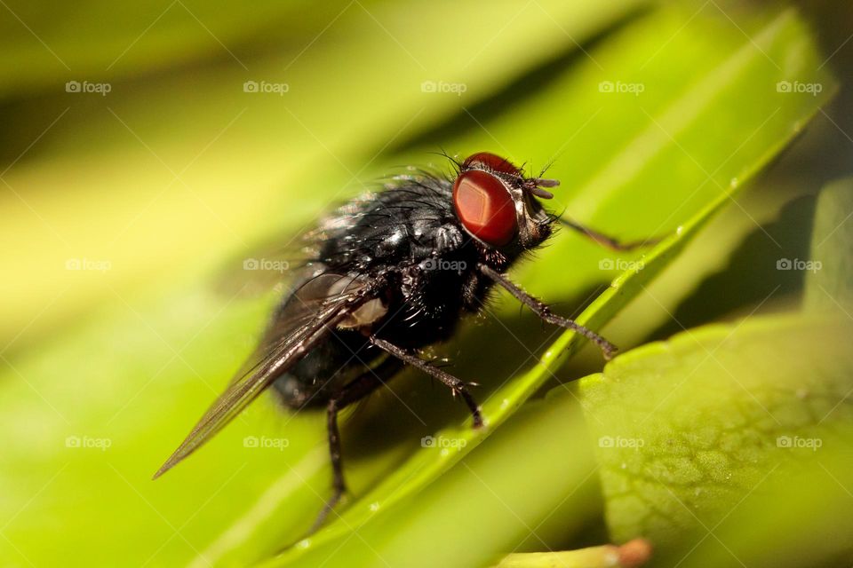 fly warming up in the spring sun