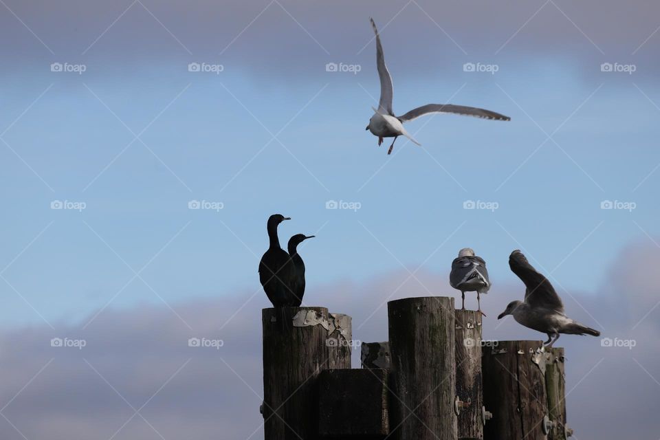 Cormorants and seagulls 