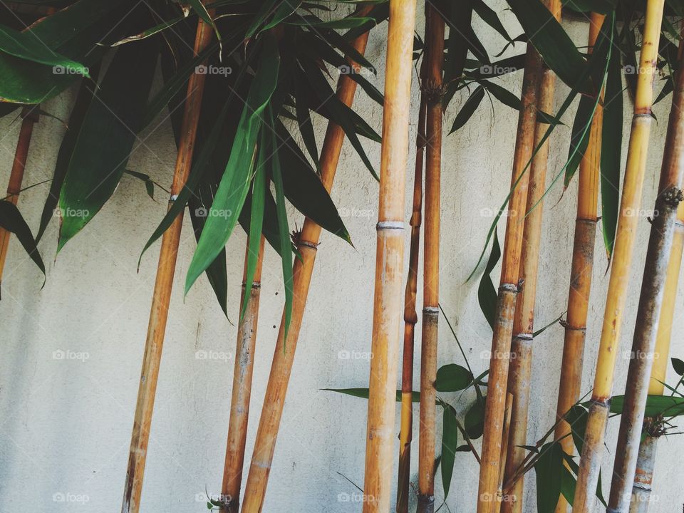 Bamboo wall background