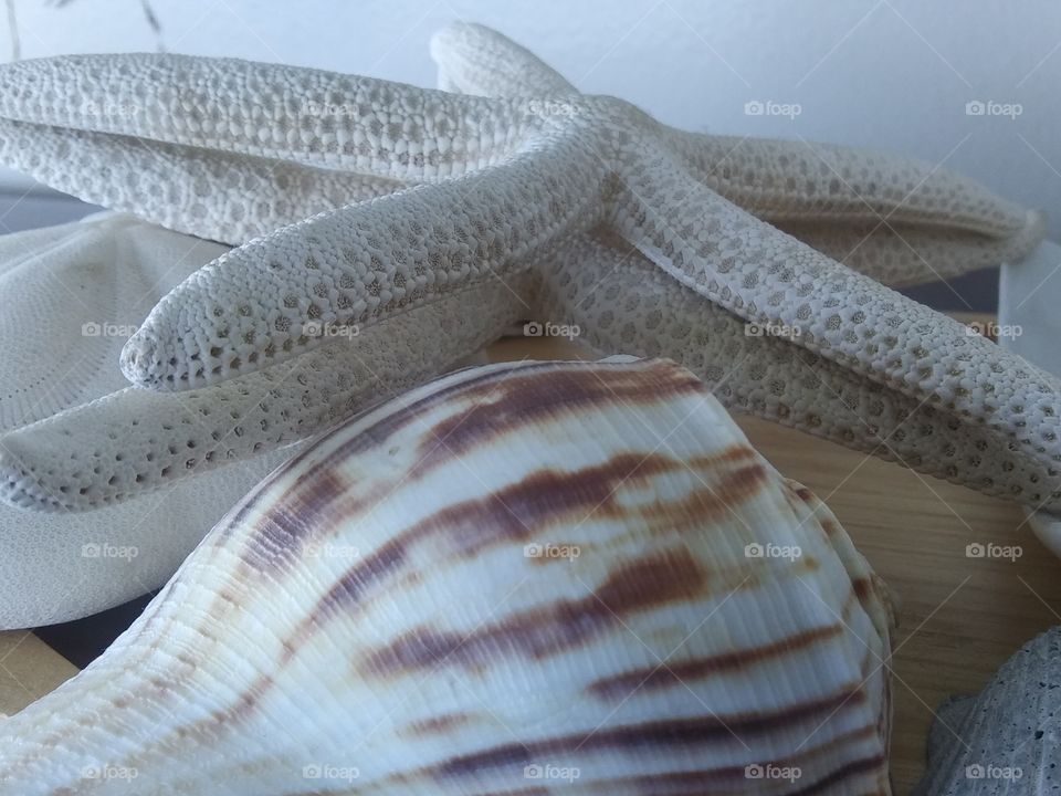 shells
