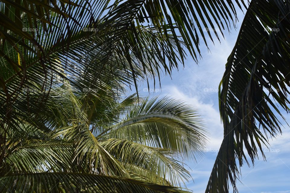 Island palms . Palms on Cham Island (Vietnam)