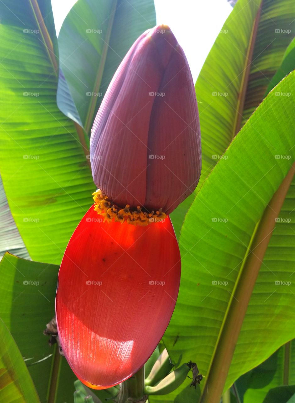 The banana flower or banana blossom is the last bunch of unripe bananas. It has a cone shape with purple colour like a heart. In Indonesia we call it " jantung pisang ".