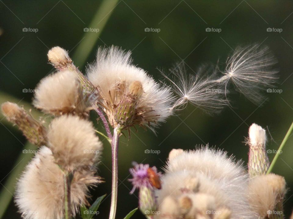 Flugsamen Mariendistel