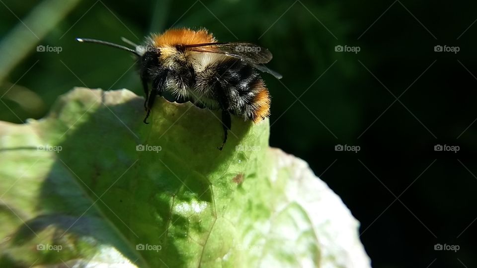 Bumblebee nature beautiful