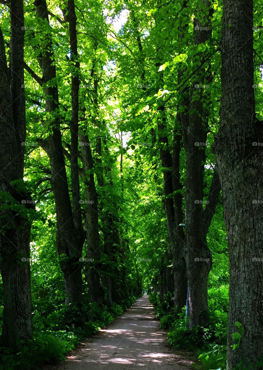 Forest alley 