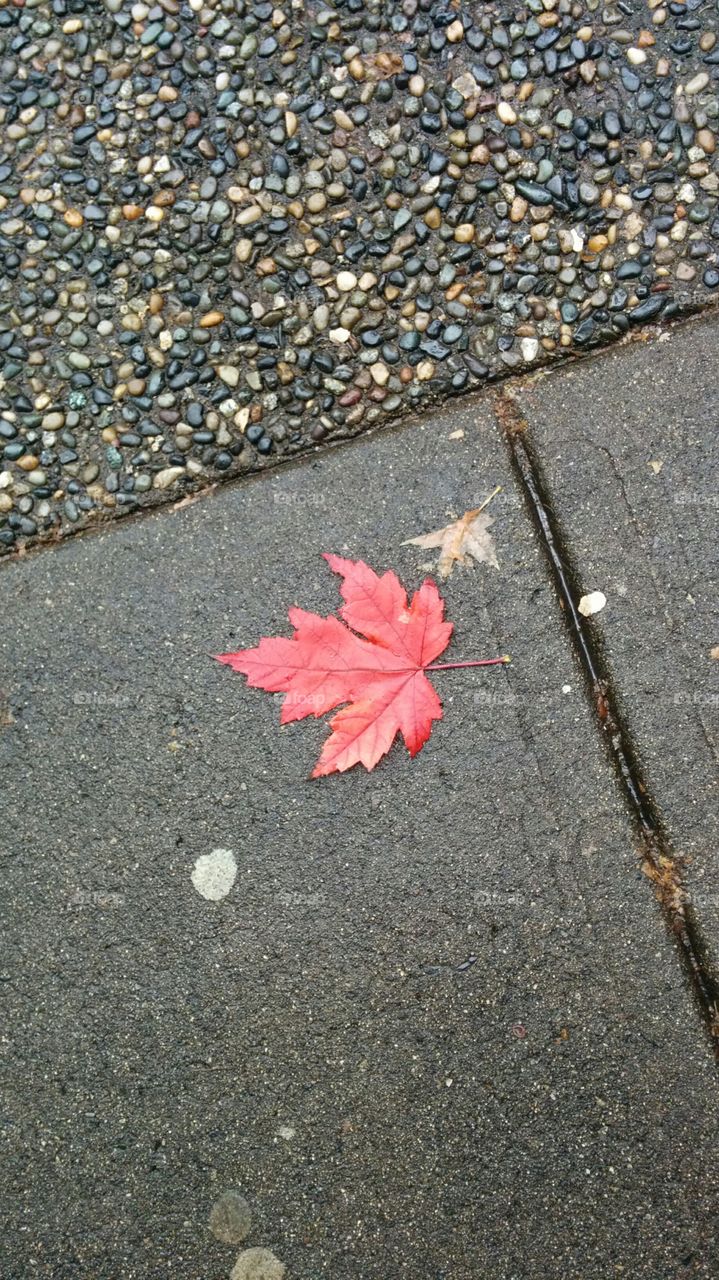 Maple Leaf, Canada. Maple Leaf, fall, autumn, Canada