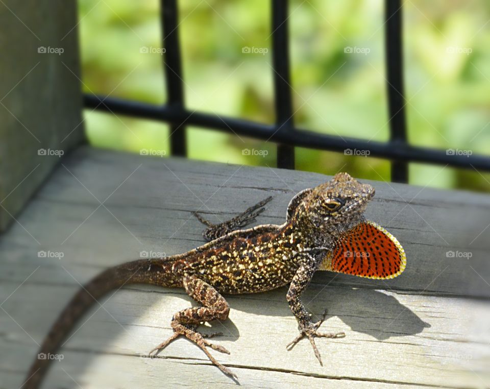 Anole Lizard
