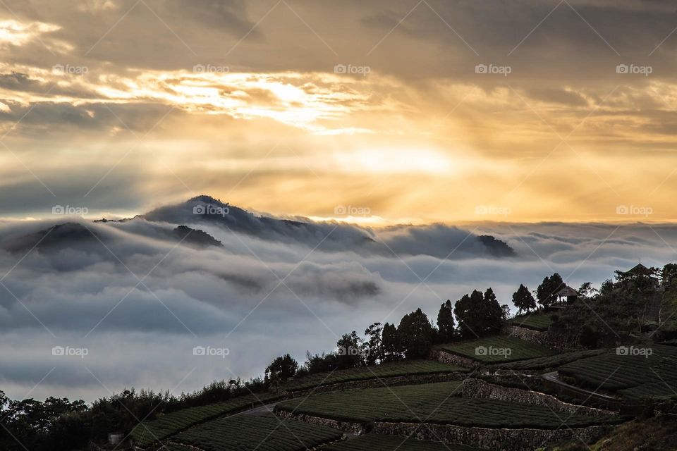 Beautiful mountain scenery with tea garden