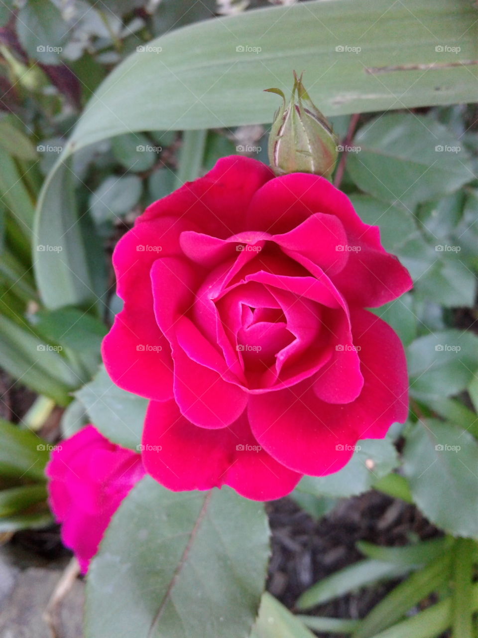 red rose, picturesque