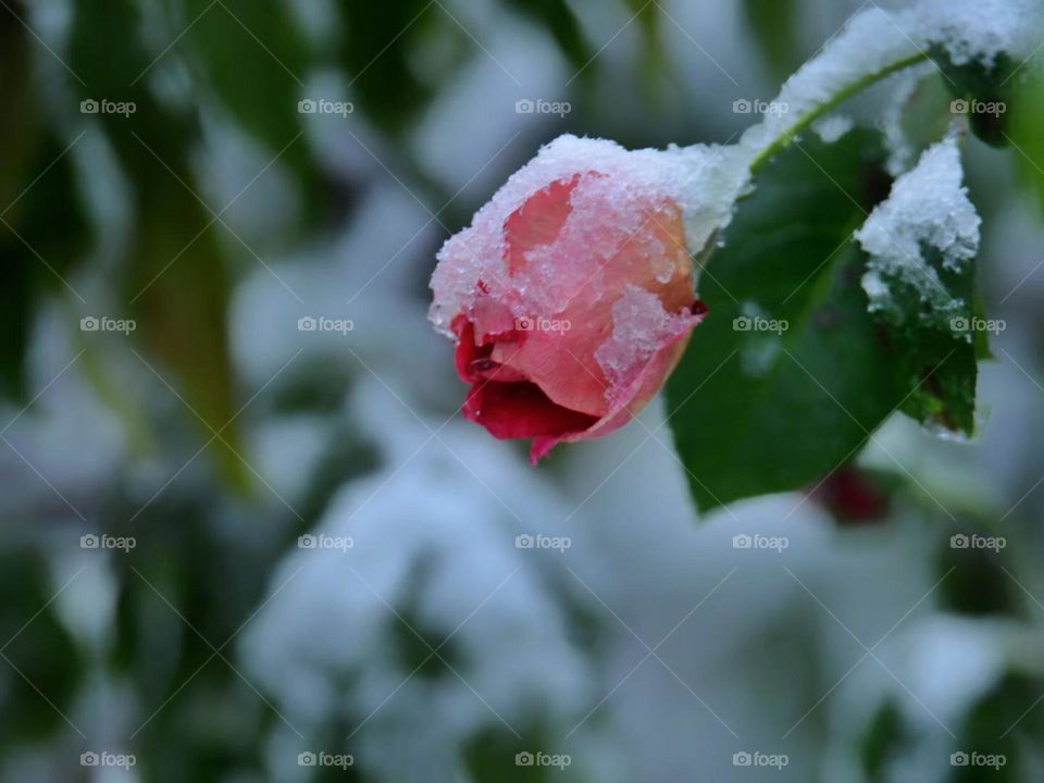 Nice Flower with snow 